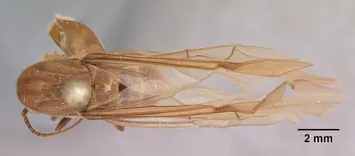 Neivamyrmex pilosus specimen CASENT0104891 image casent0104891_1