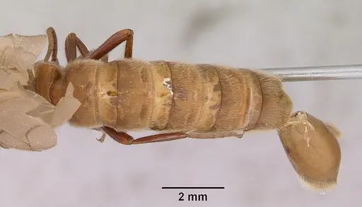 Neivamyrmex pilosus specimen CASENT0104891 image casent0104891_2