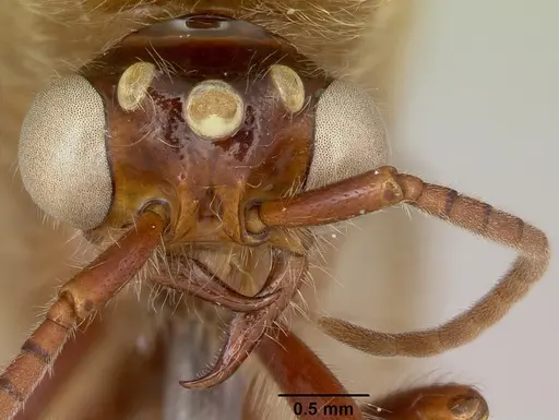 Neivamyrmex pilosus specimen CASENT0104891 image casent0104891_3