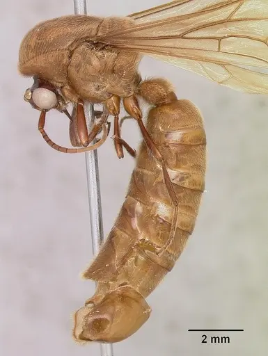 Neivamyrmex pilosus specimen CASENT0104891 image casent0104891_4