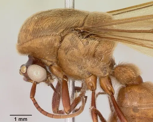 Neivamyrmex pilosus specimen CASENT0104891 image casent0104891_5