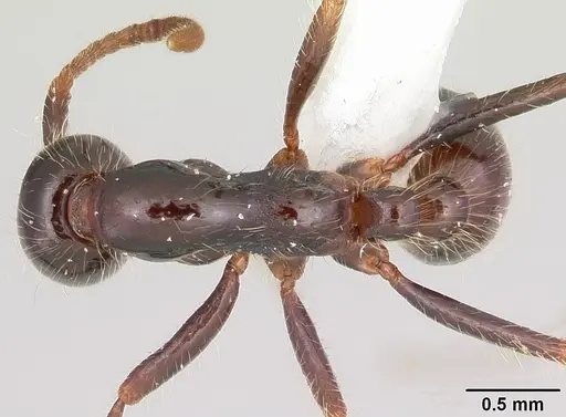 Neivamyrmex pilosus specimen CASENT0104892 image casent0104892_1