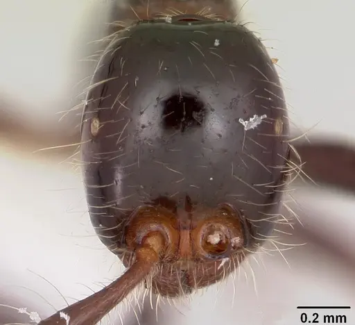 Neivamyrmex pilosus specimen CASENT0104892 image casent0104892_2