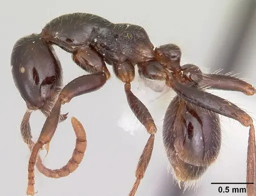 Neivamyrmex pilosus specimen CASENT0104892 image casent0104892_3