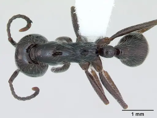 Neivamyrmex pilosus specimen CASENT0173529 image casent0173529_1