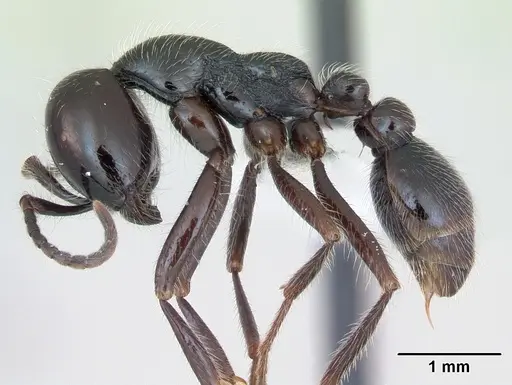 Neivamyrmex pilosus specimen CASENT0173529 image casent0173529_3