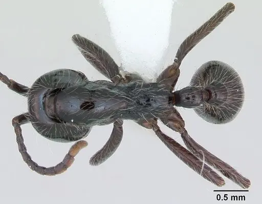 Neivamyrmex pilosus specimen CASENT0173530 image casent0173530_1