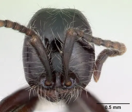 Neivamyrmex pilosus specimen CASENT0173530 image casent0173530_2
