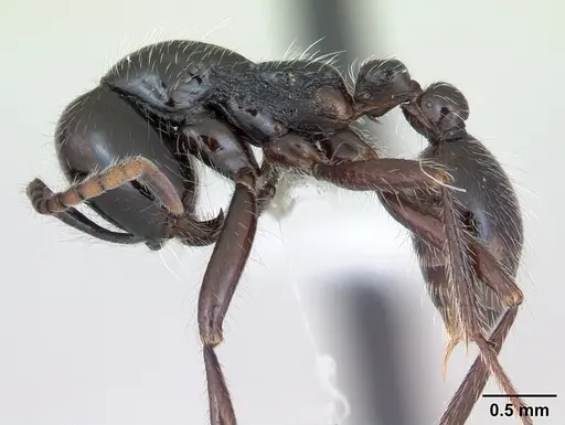 Neivamyrmex pilosus specimen CASENT0173530 image casent0173530_3