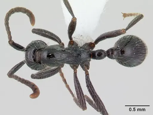 Neivamyrmex pilosus specimen CASENT0178599 image casent0178599_1