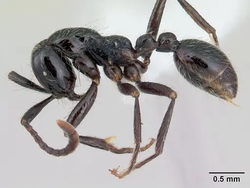 Neivamyrmex pilosus specimen CASENT0178599 image casent0178599_3