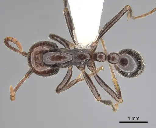 Neivamyrmex pilosus specimen CASENT0249500 image casent0249500_1