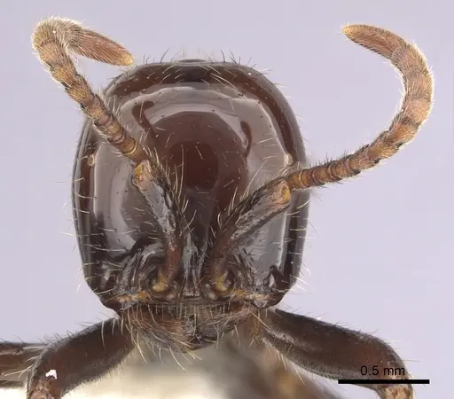 Neivamyrmex pilosus specimen CASENT0249500 image casent0249500_2