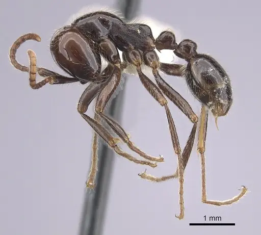 Neivamyrmex pilosus specimen CASENT0249500 image casent0249500_3