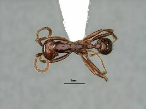 Neivamyrmex pilosus specimen CASENT0883402 image casent0883402_1