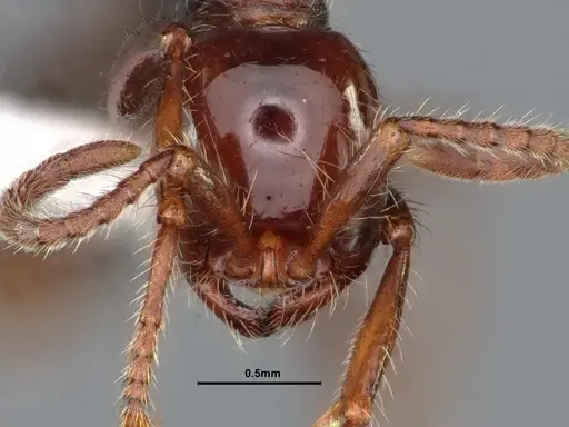 Neivamyrmex pilosus specimen CASENT0883402 image casent0883402_2