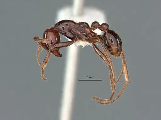 Neivamyrmex pilosus specimen CASENT0883402 image casent0883402_3