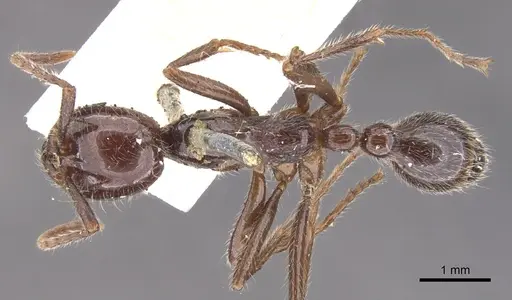 Neivamyrmex pilosus specimen CASENT0902654 image casent0902654_1
