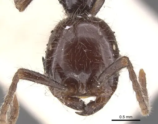 Neivamyrmex pilosus specimen CASENT0902654 image casent0902654_2