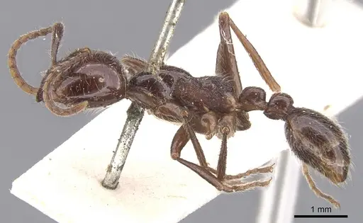 Neivamyrmex pilosus specimen CASENT0902654 image casent0902654_3
