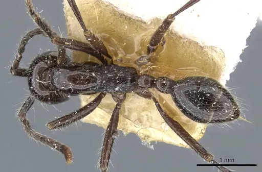 Neivamyrmex pilosus specimen CASENT0905971 image casent0905971_1