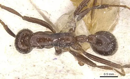Neivamyrmex pilosus specimen CASENT0911404 image casent0911404_1
