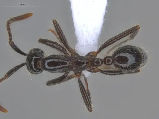Neivamyrmex pilosus specimen ECOFOG-HC-0059 image ecofog-hc-0059_1