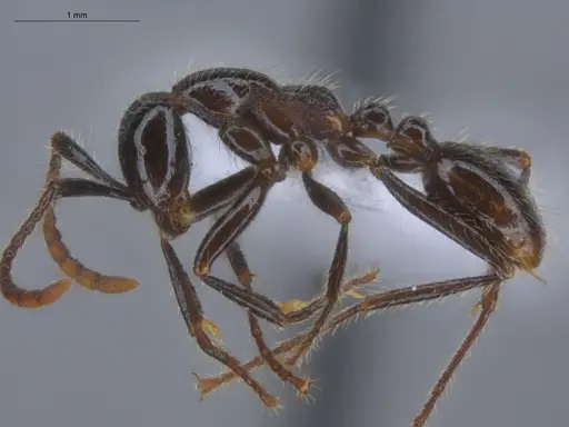 Neivamyrmex pilosus specimen ECOFOG-HC-0059 image ecofog-hc-0059_3