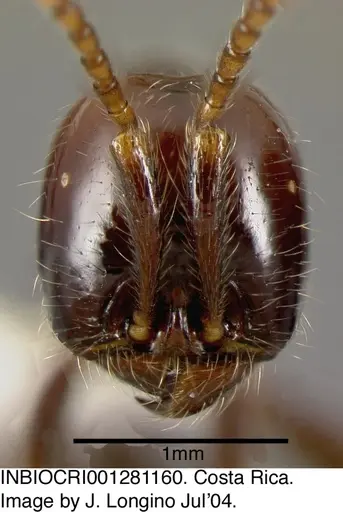 Neivamyrmex pilosus specimen INBIOCRI001281160 image inbiocri001281160_1