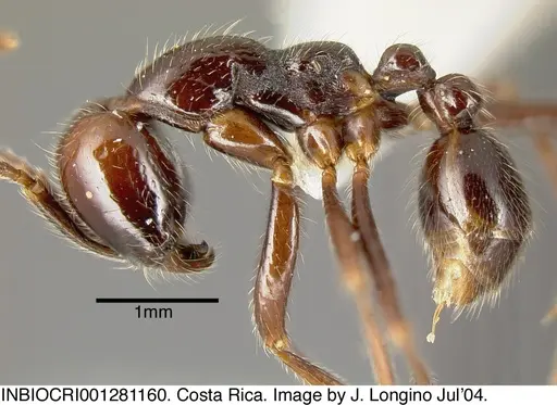 Neivamyrmex pilosus specimen INBIOCRI001281160 image inbiocri001281160_2