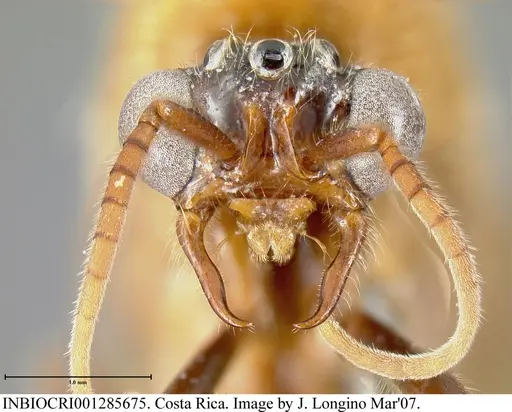 Neivamyrmex pilosus specimen INBIOCRI001285675 image inbiocri001285675_1