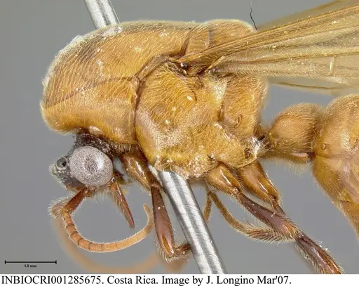 Neivamyrmex pilosus specimen INBIOCRI001285675 image inbiocri001285675_2