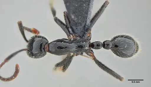 Neivamyrmex pilosus specimen UFV-LABECOL-003518 image ufv-labecol-003518_1