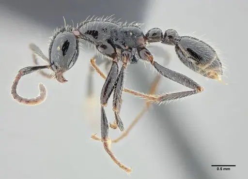 Neivamyrmex pilosus specimen UFV-LABECOL-003518 image ufv-labecol-003518_3