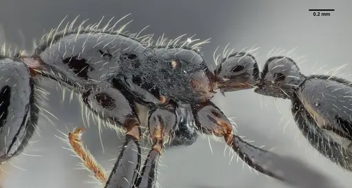Neivamyrmex pilosus specimen UFV-LABECOL-003518 image ufv-labecol-003518_4