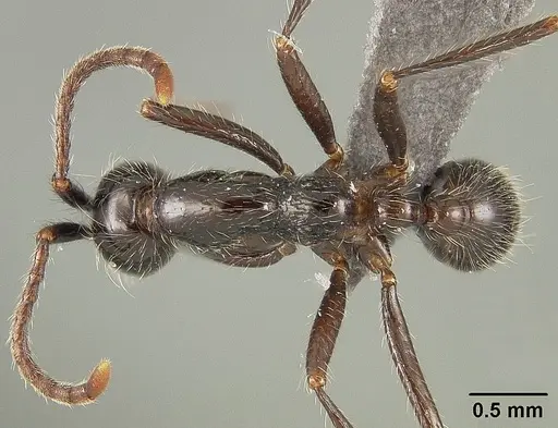 Neivamyrmex pilosus specimen USNMENT01124233 image usnment01124233_1