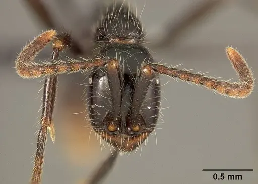 Neivamyrmex pilosus specimen USNMENT01124233 image usnment01124233_2