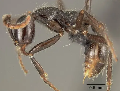 Neivamyrmex pilosus specimen USNMENT01124233 image usnment01124233_3