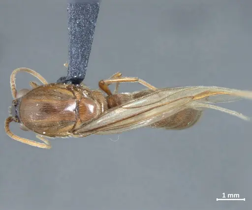 Neivamyrmex piraticus specimen DZUP549827 image dzup549827_1