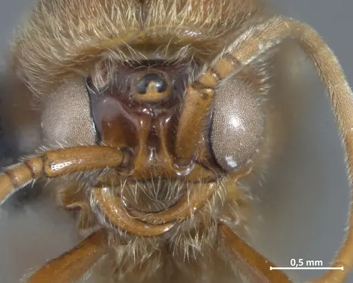 Neivamyrmex piraticus specimen DZUP549827 image dzup549827_2