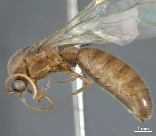 Neivamyrmex piraticus specimen DZUP549827 image dzup549827_3