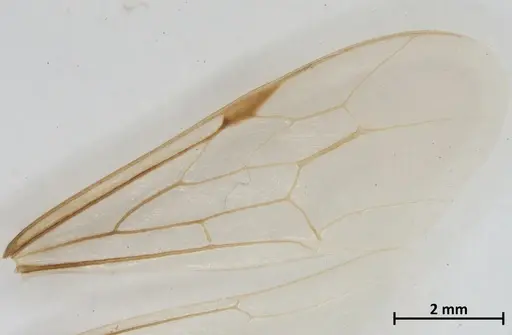 Neivamyrmex piraticus specimen DZUP549827 image dzup549827_4