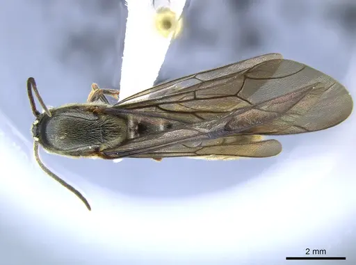 Neivamyrmex planidens specimen CASENT0631491 image casent0631491_1