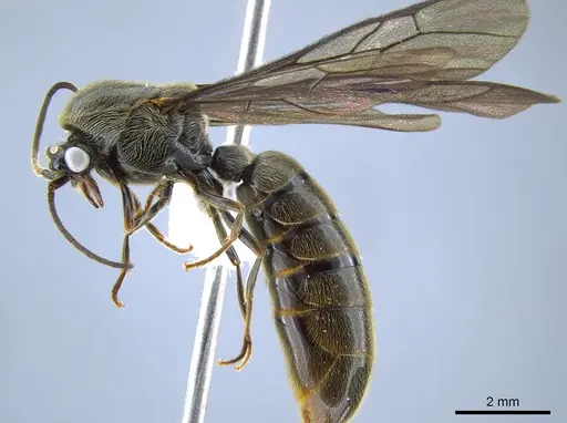 Neivamyrmex planidens specimen CASENT0631491 image casent0631491_3