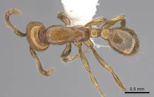 Neivamyrmex planidorsus specimen CASENT0249501 image casent0249501_1