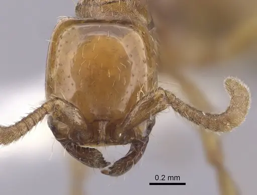 Neivamyrmex planidorsus specimen CASENT0249501 image casent0249501_2