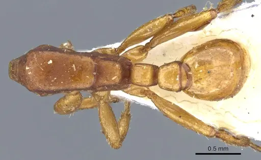 Neivamyrmex planidorsus specimen CASENT0903736 image casent0903736_1