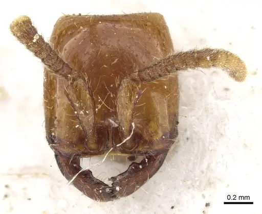 Neivamyrmex planidorsus specimen CASENT0903736 image casent0903736_2