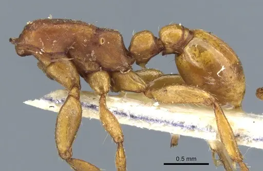 Neivamyrmex planidorsus specimen CASENT0903736 image casent0903736_3