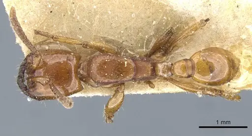 Neivamyrmex planidorsus specimen CASENT0905970 image casent0905970_1